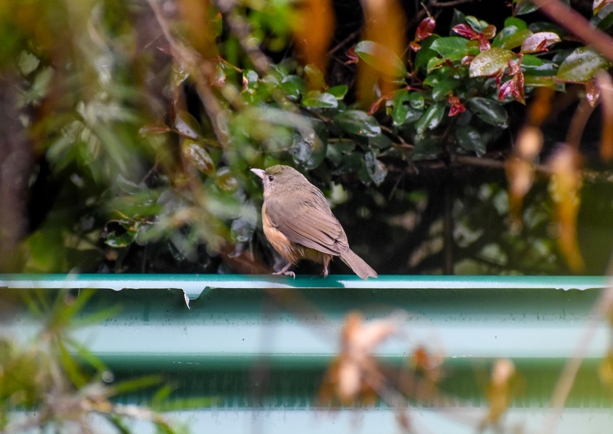 Rufous Shrike-thrush