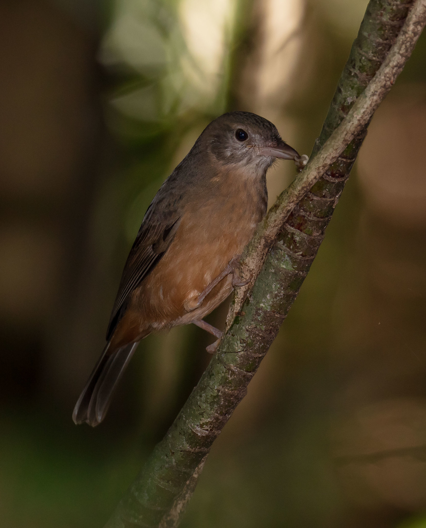 Rufous Shrike-thrush
