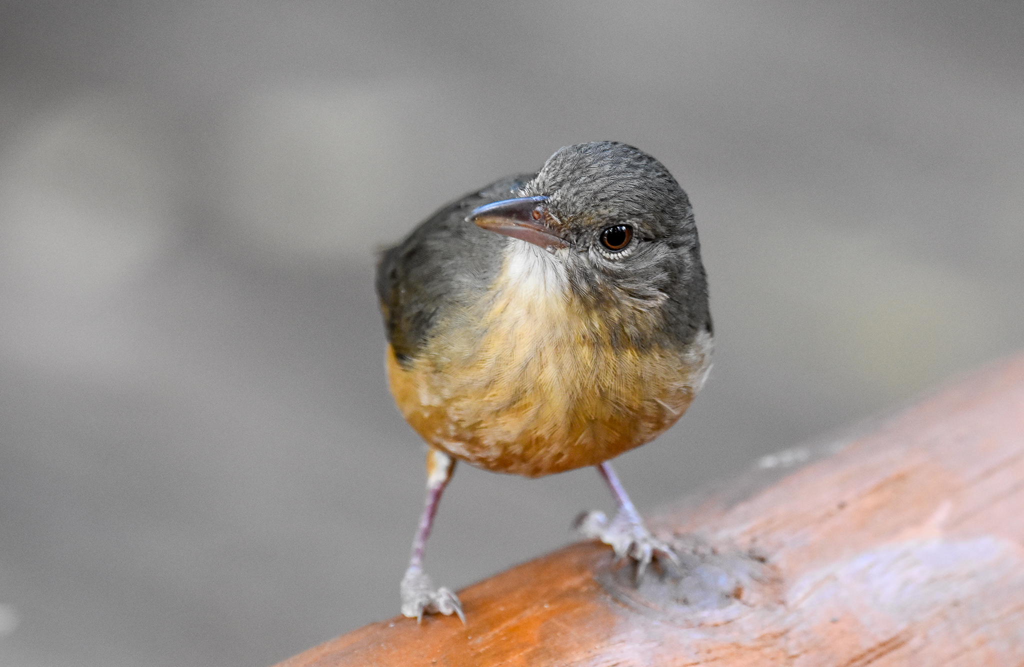 Rufous Shrike-thrush