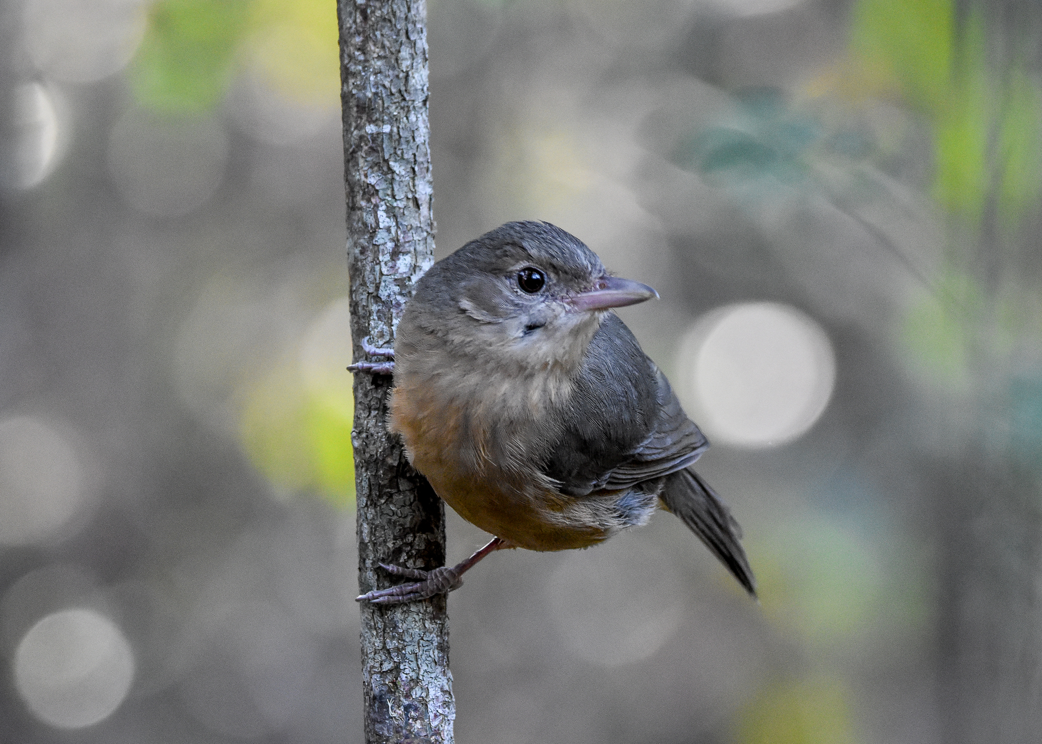 Rufous Shrike-thrush