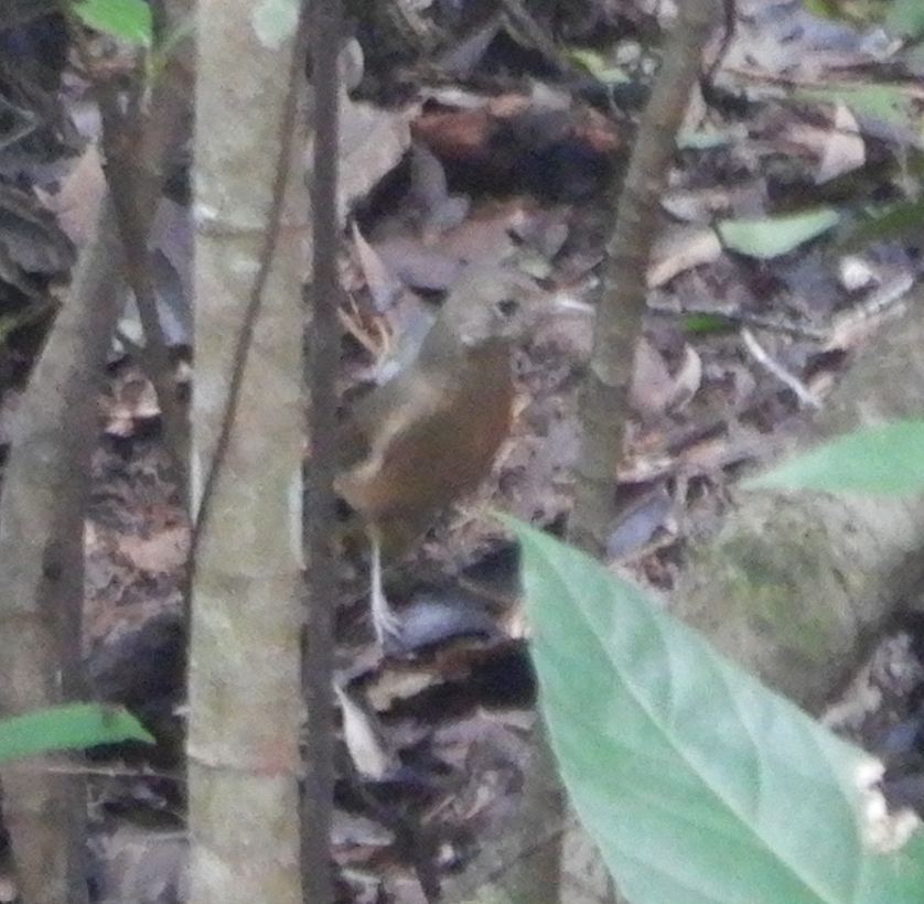 Rufous Shrikethrush