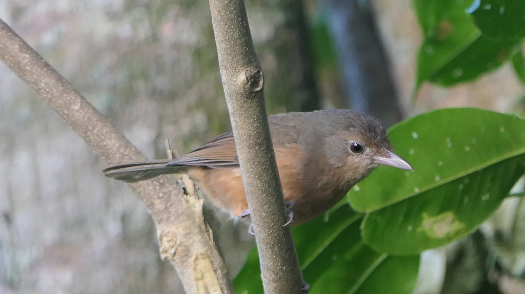 Rufous Shrikethrush