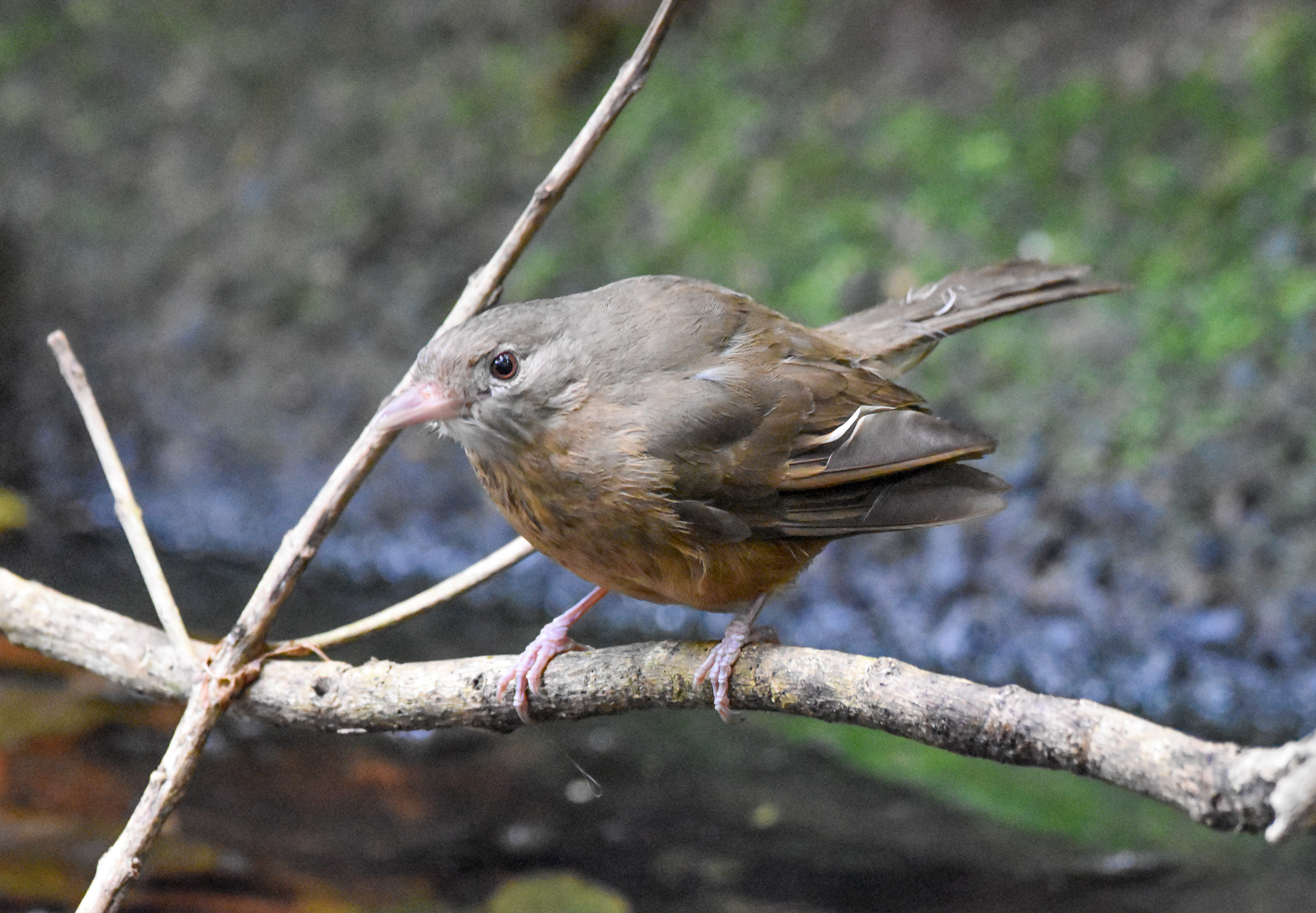 Rufous Shrikethrush