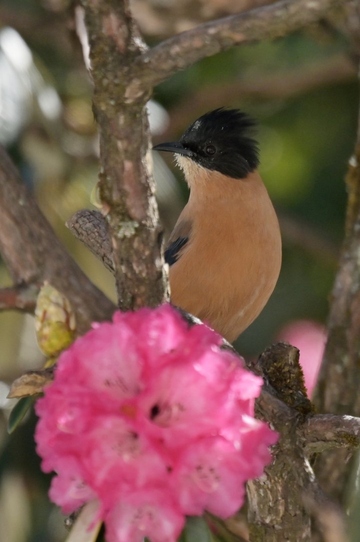 Rufous Sibia Heterophasia capistrata