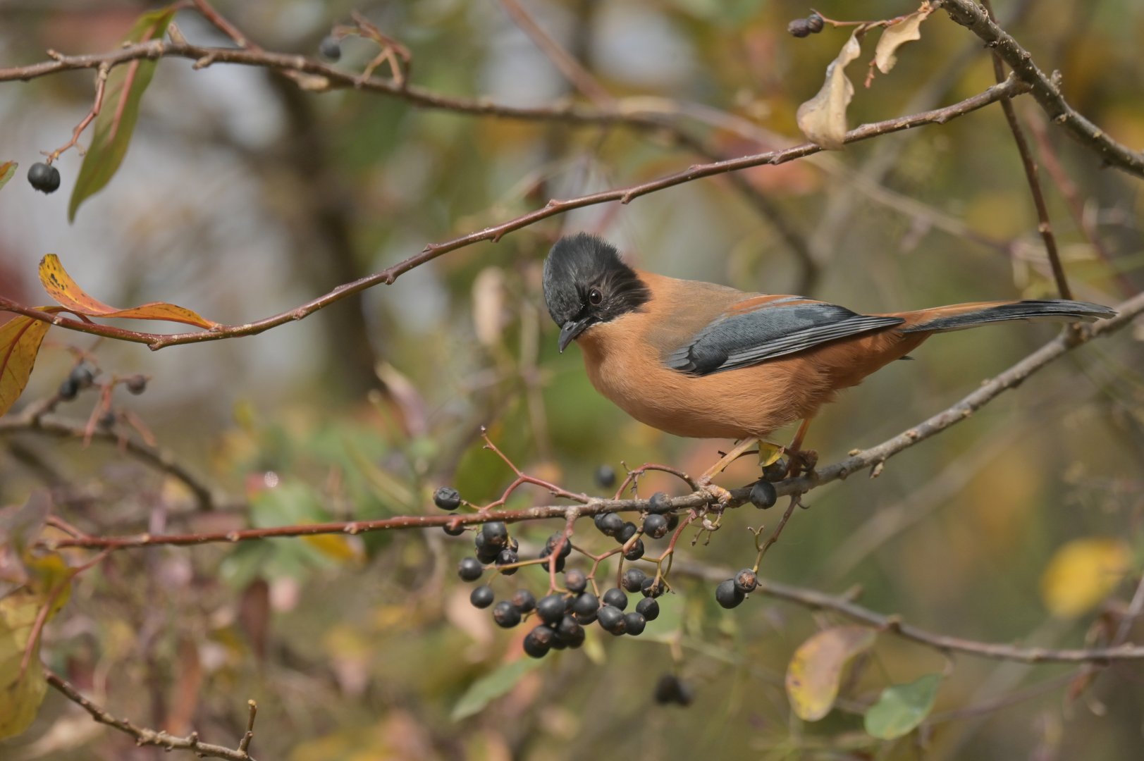 Rufous Sibia Heterophasia capistrata