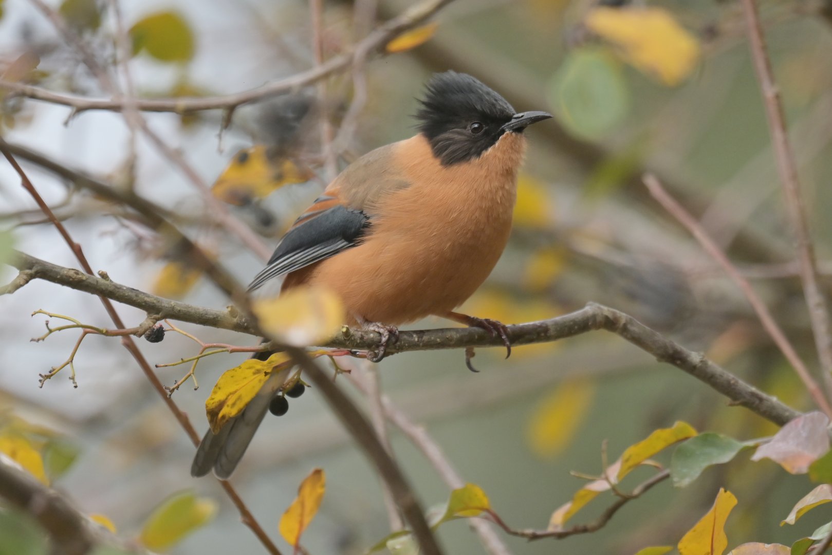 Rufous Sibia Heterophasia capistrata