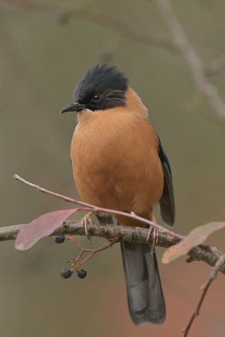 Rufous Sibia Heterophasia capistrata