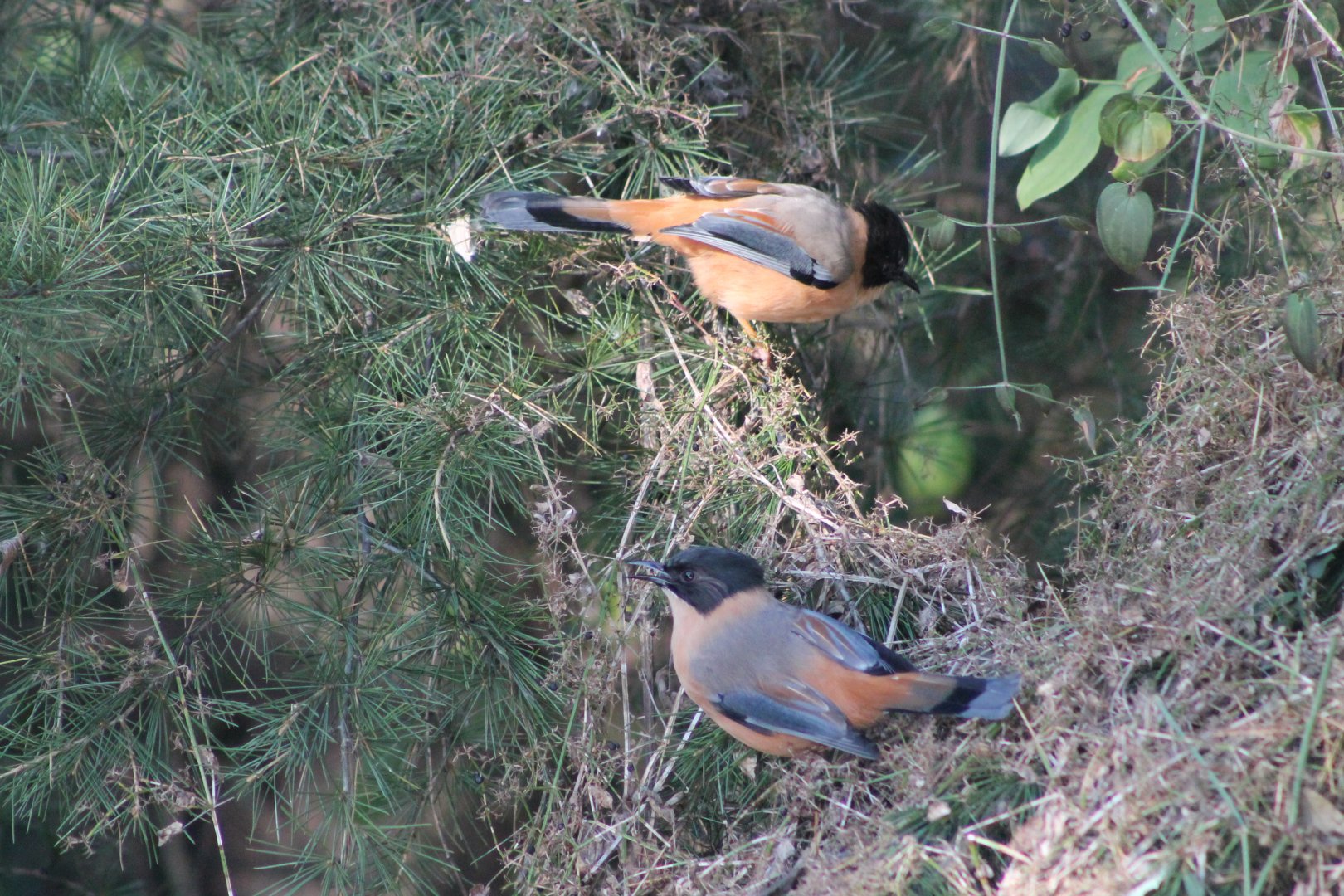 Rufous Sibia (Malacias capistratus)