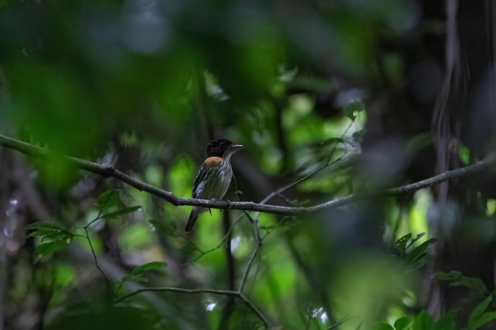 Rufous-sided Broadbill