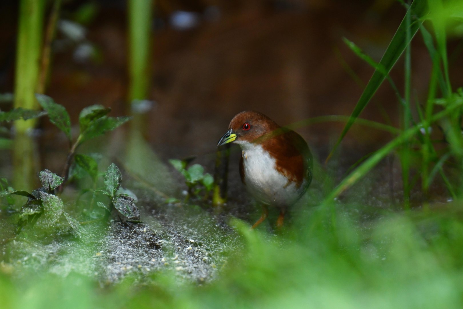 Rufous-sided Crake (Laterallus melanophaius)