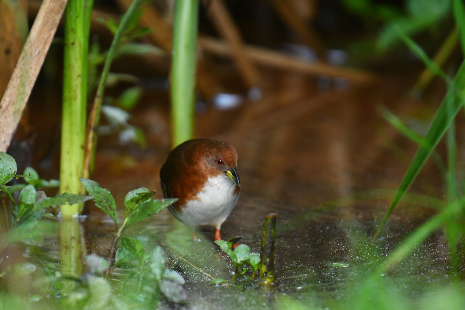 Rufous-sided Crake (Laterallus melanophaius)