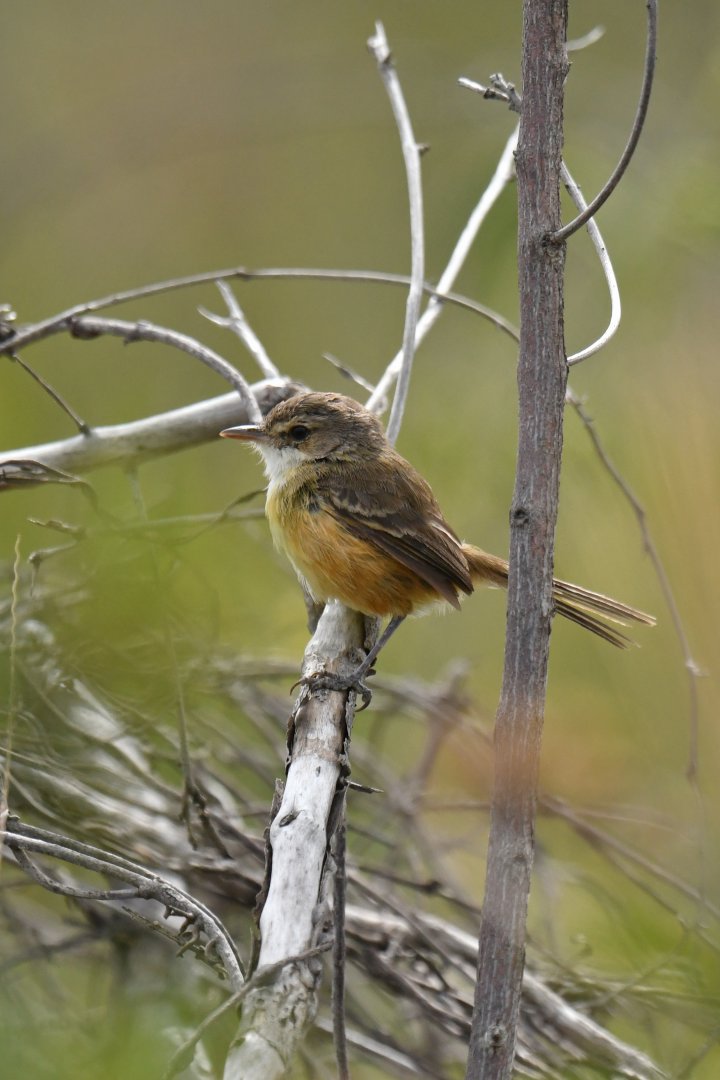Rufous-sided Scrub-Tyrant Euscarthmus rufomarginatus