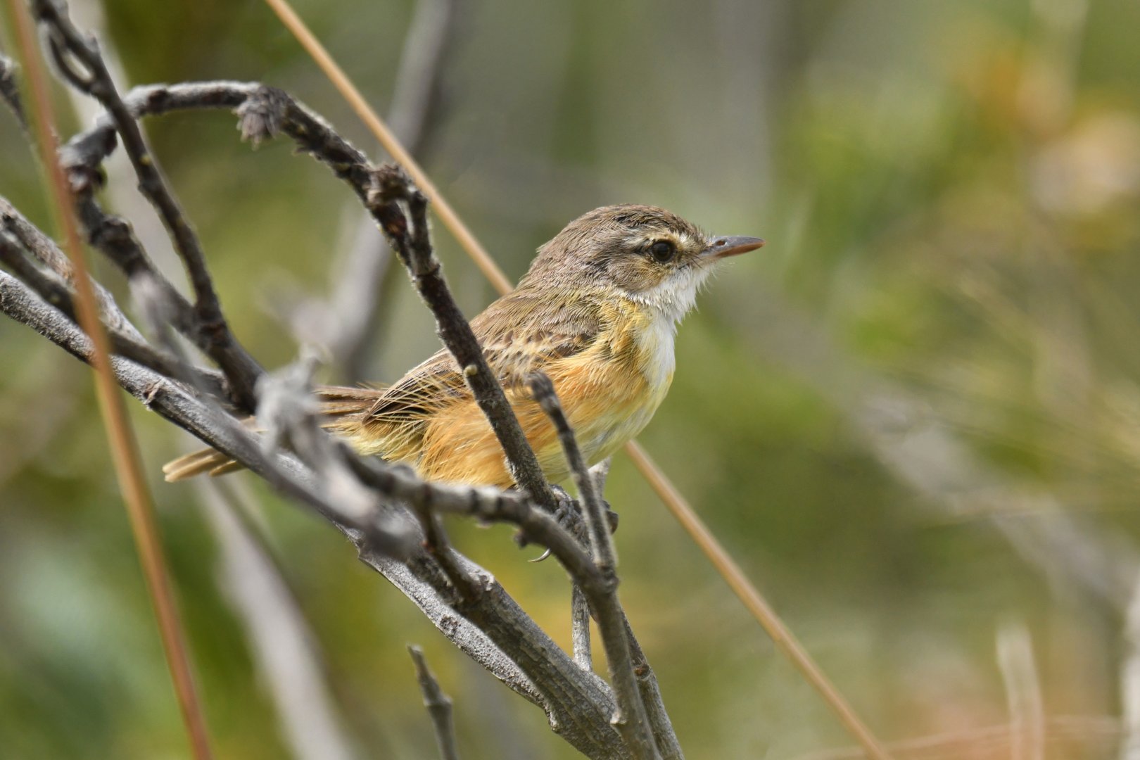 Rufous-sided Scrub-Tyrant Euscarthmus rufomarginatus