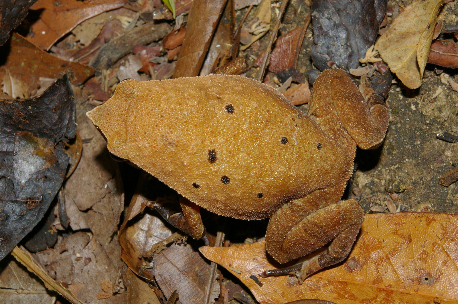 rufous-sided sticky frog (Kalophrynus pleurostigma)