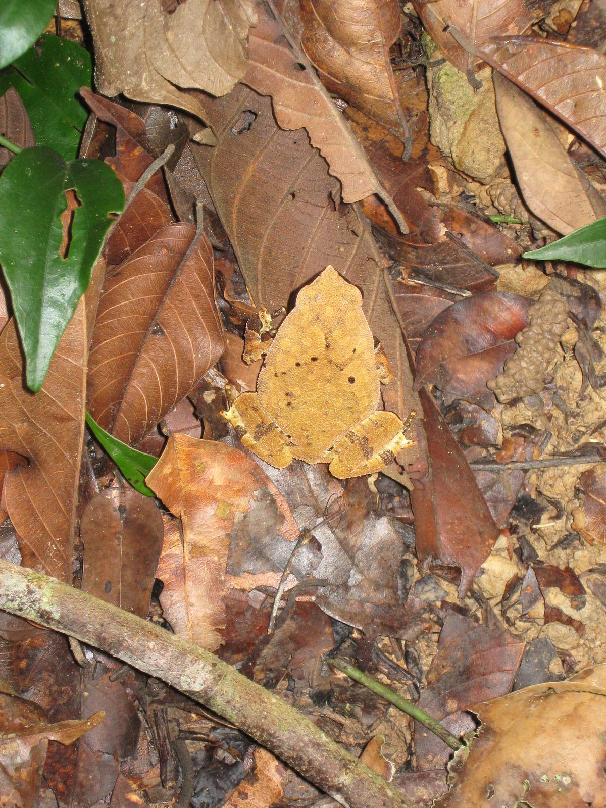 rufous-sided sticky frog (Kalophrynus pleurostigma)