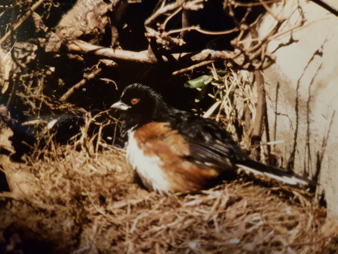 Rufous-sided towhee
