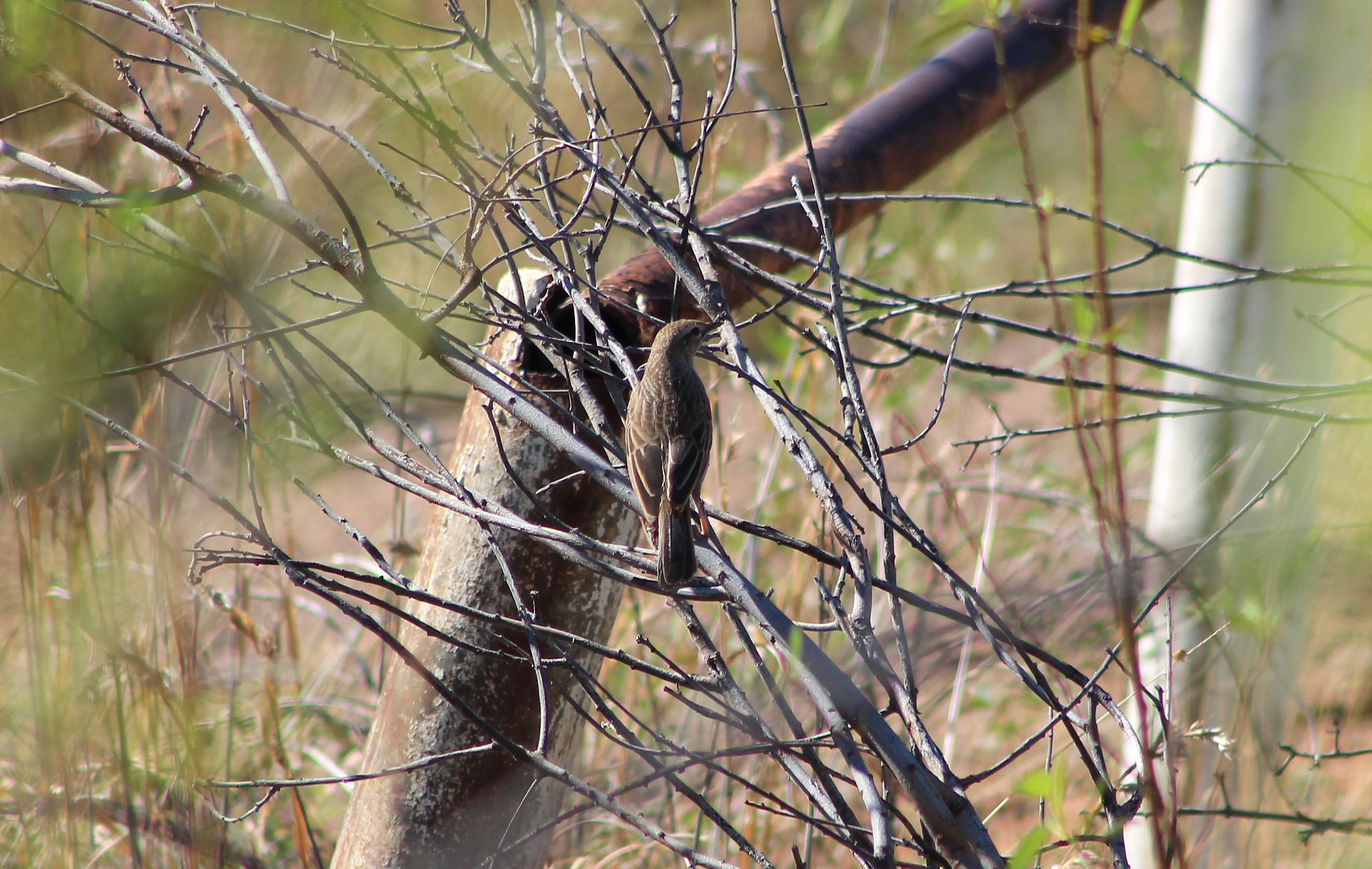 Rufous Songlark (Cincloramphus mathewsi)