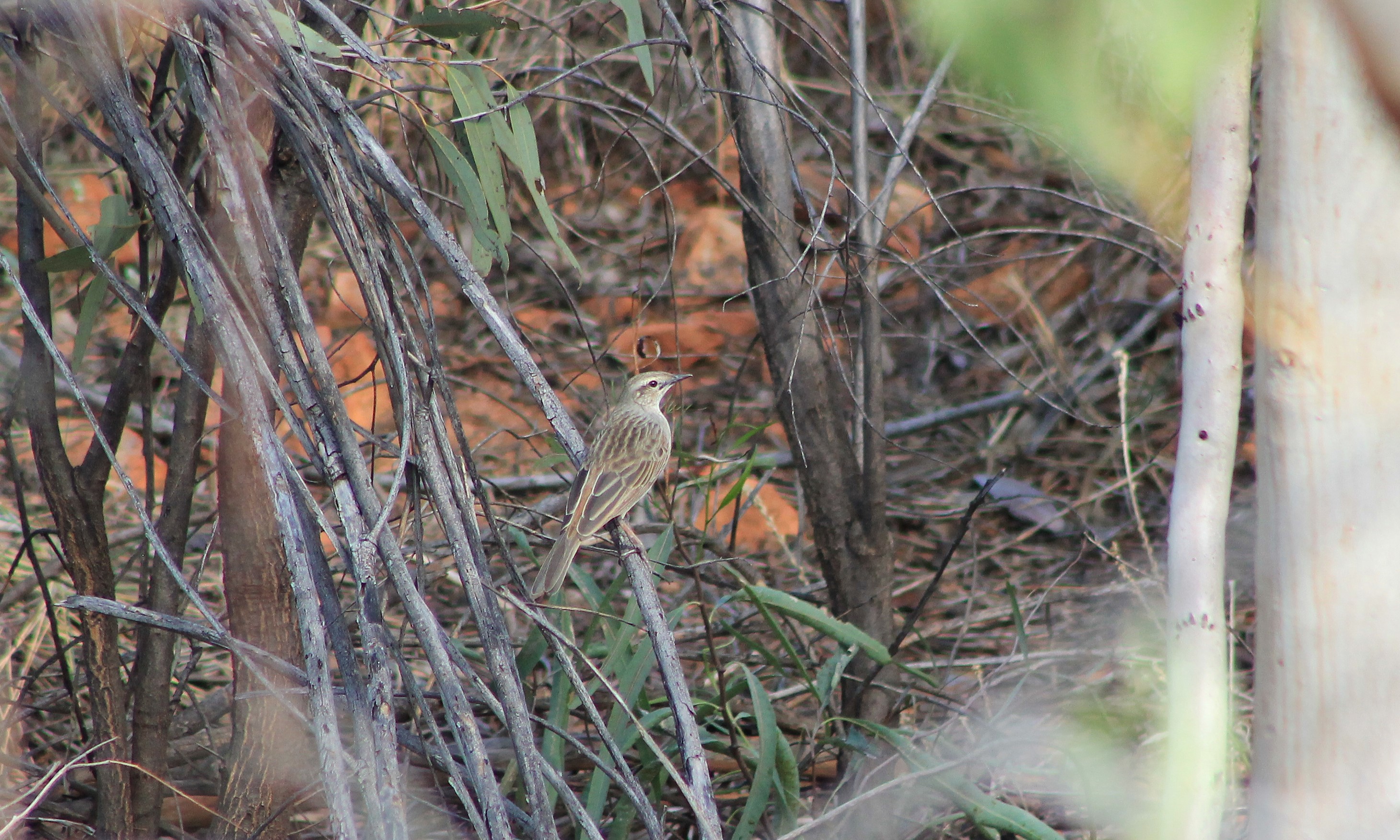 Rufous Songlark (Cincloramphus mathewsi)