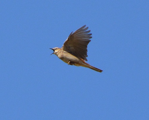 Rufous songlark singing in flight.