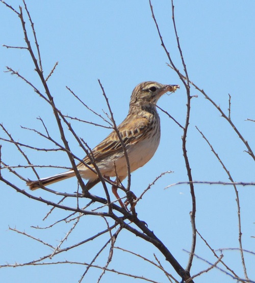 Rufous songlark.