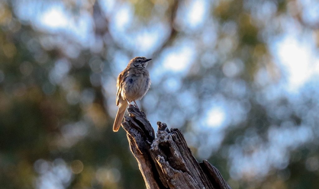 Rufous Songlark