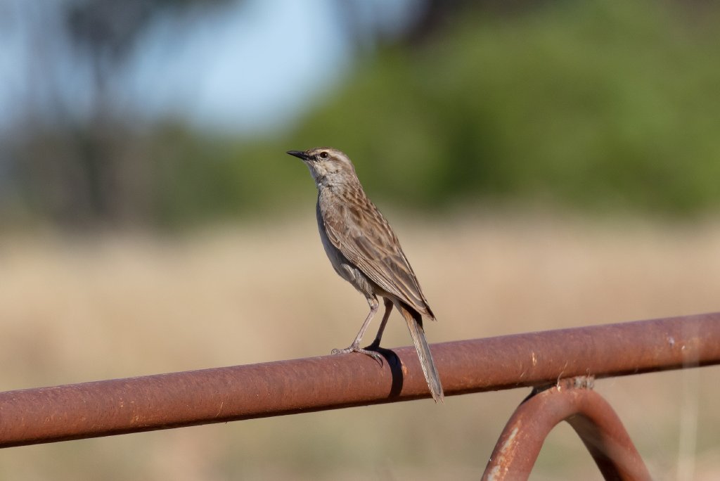 Rufous Songlark