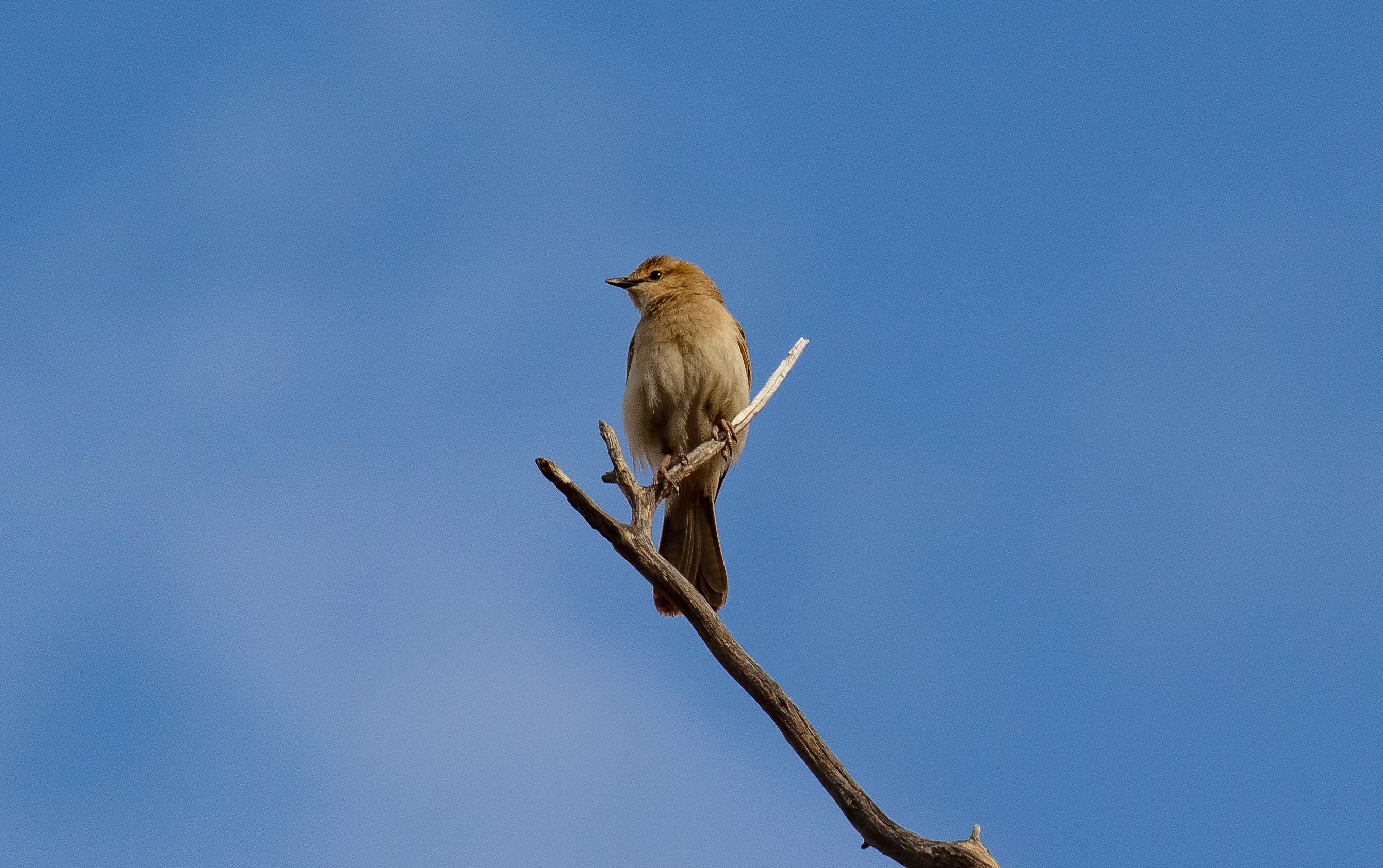 Rufous Songlark
