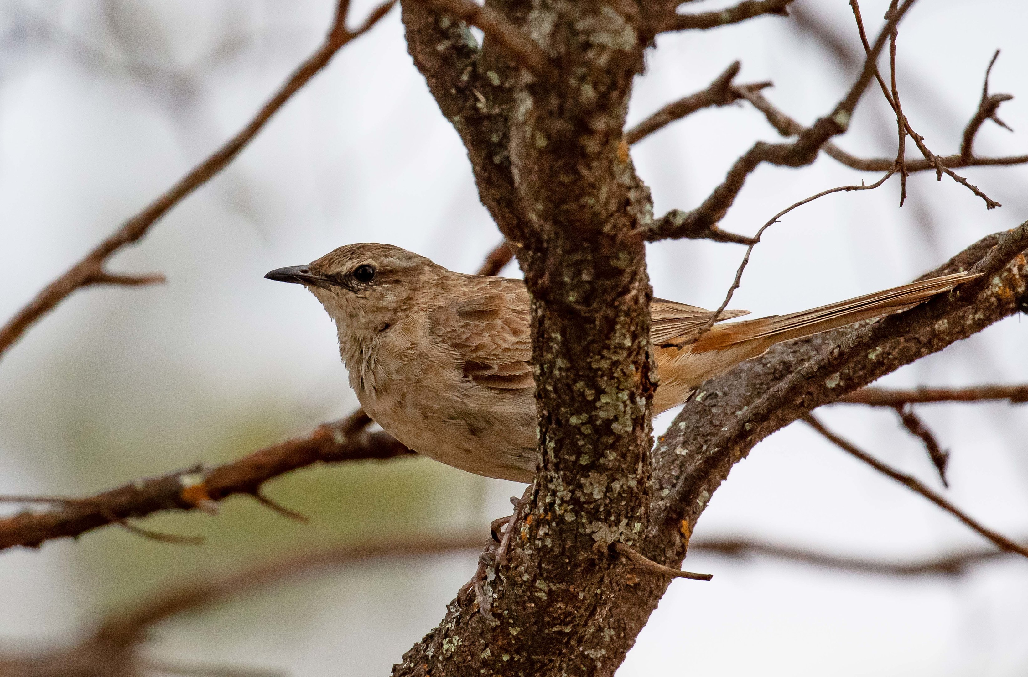 Rufous Songlark