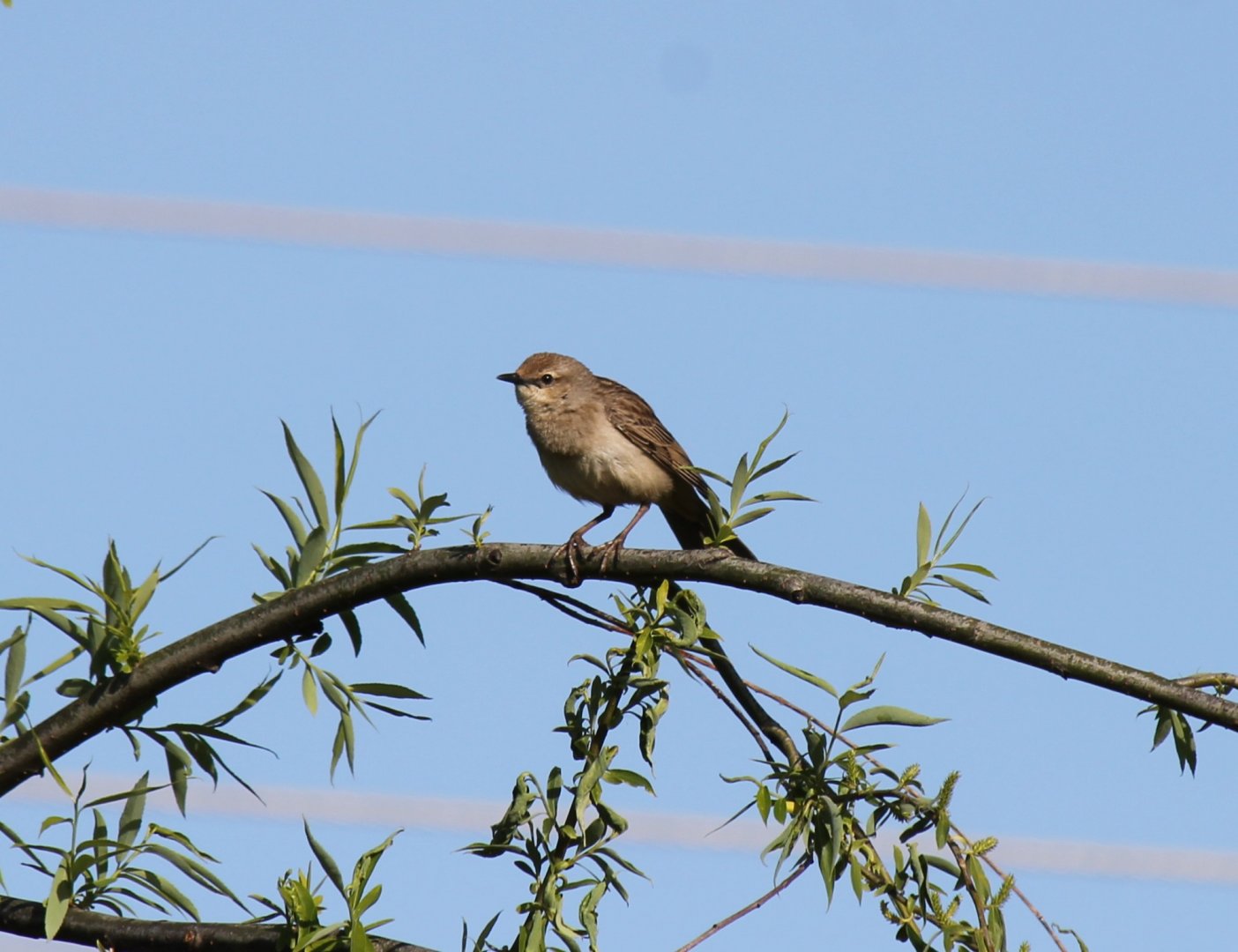Rufous Songlark