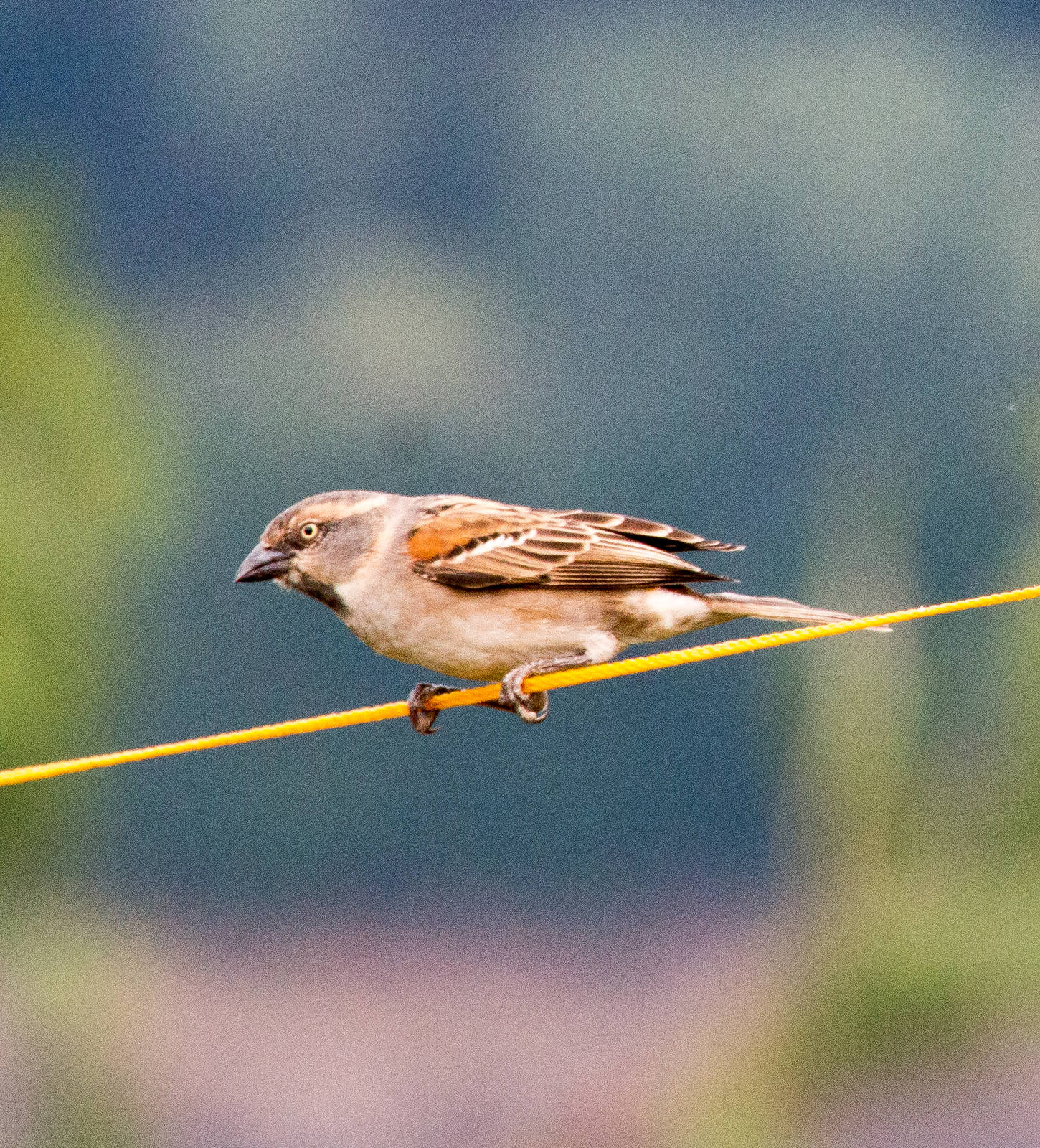 Rufous Sparrow female