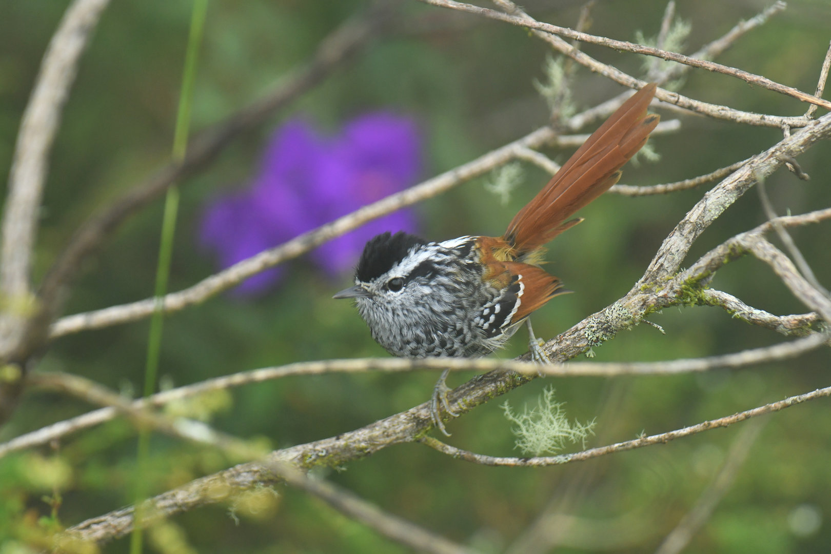 Rufous-tailed Antbird Drymophila genei