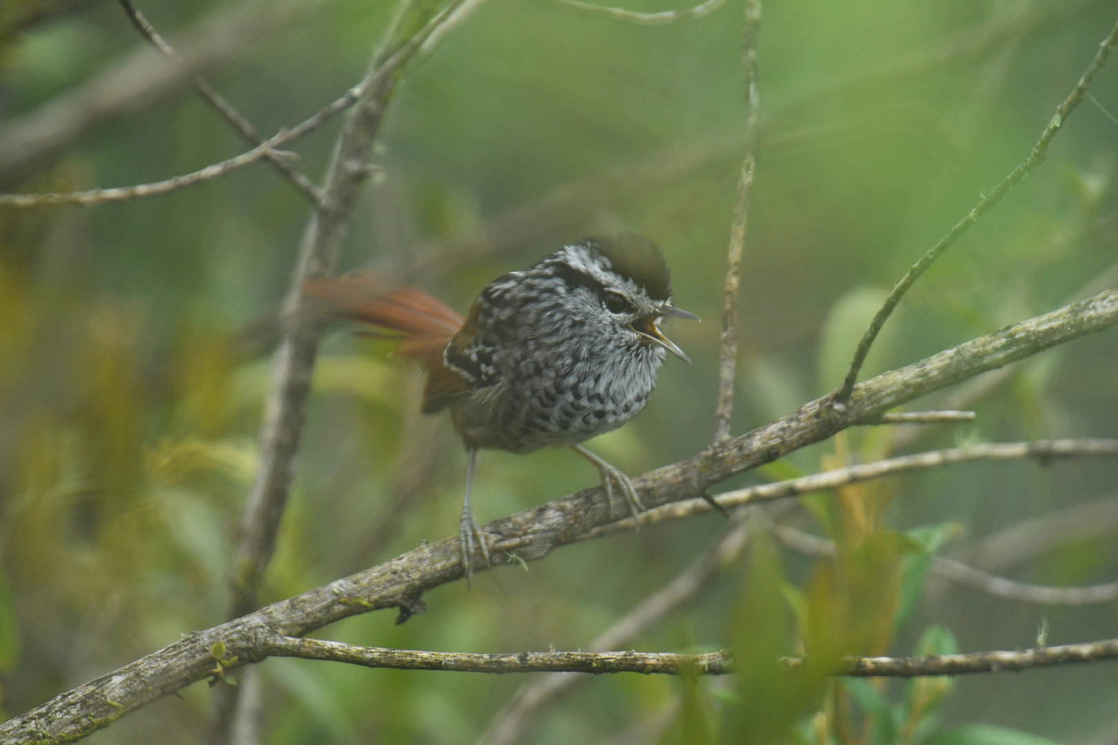 Rufous-tailed Antbird Drymophila genei