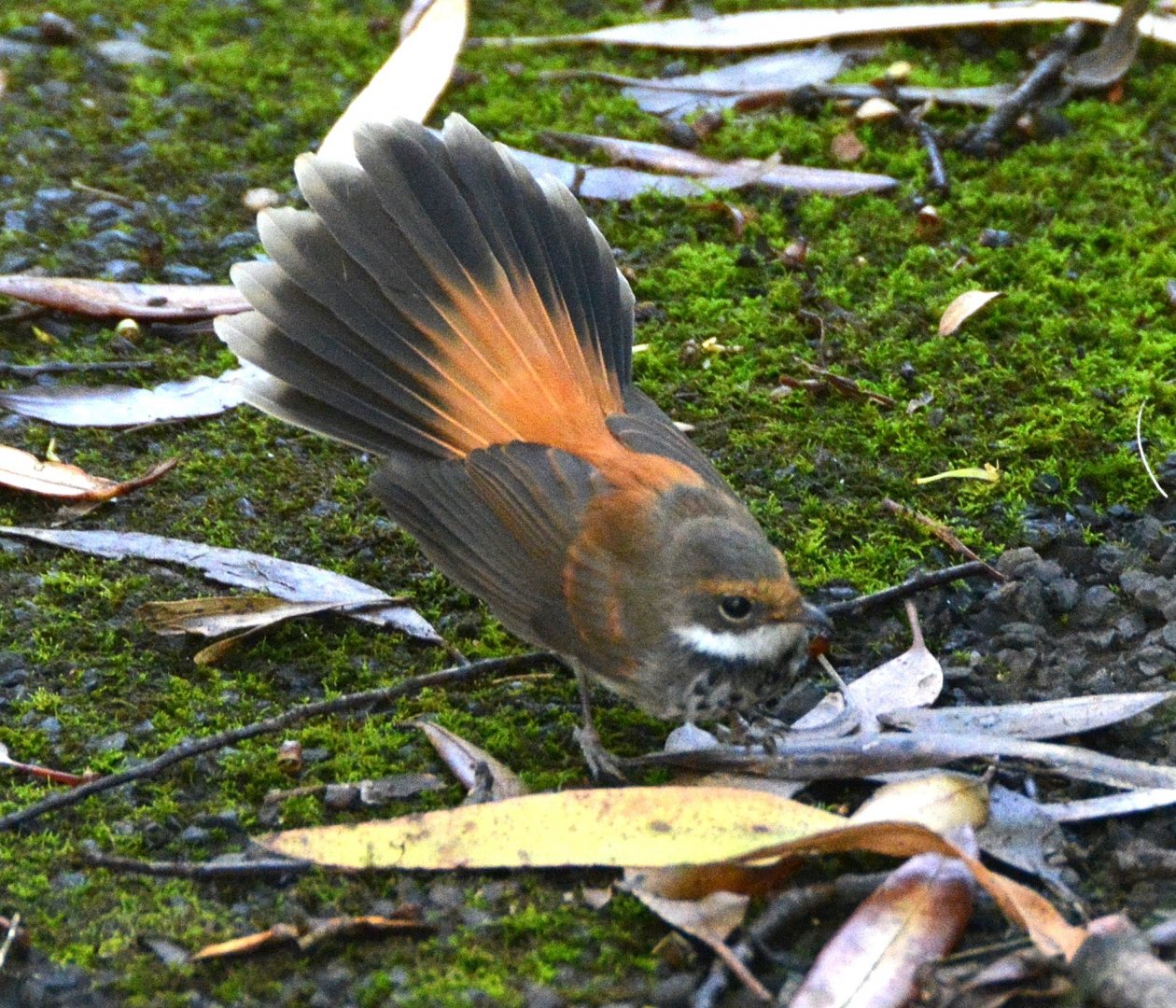 Rufous-tailed  fantail flycatcher
