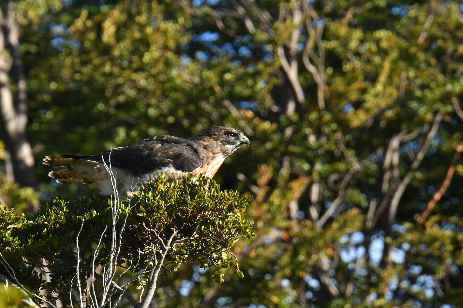 Rufous-tailed Hawk (Buteo ventralis)
