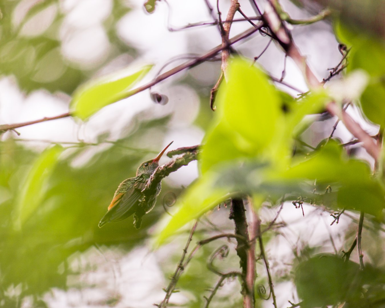Rufous-tailed hummingbird, Amazilia tzacatl