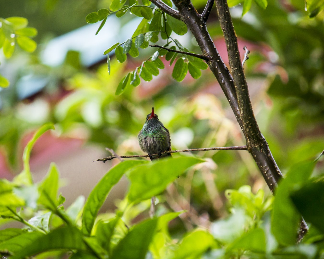 Rufous-tailed hummingbird, Amazilia tzacatl