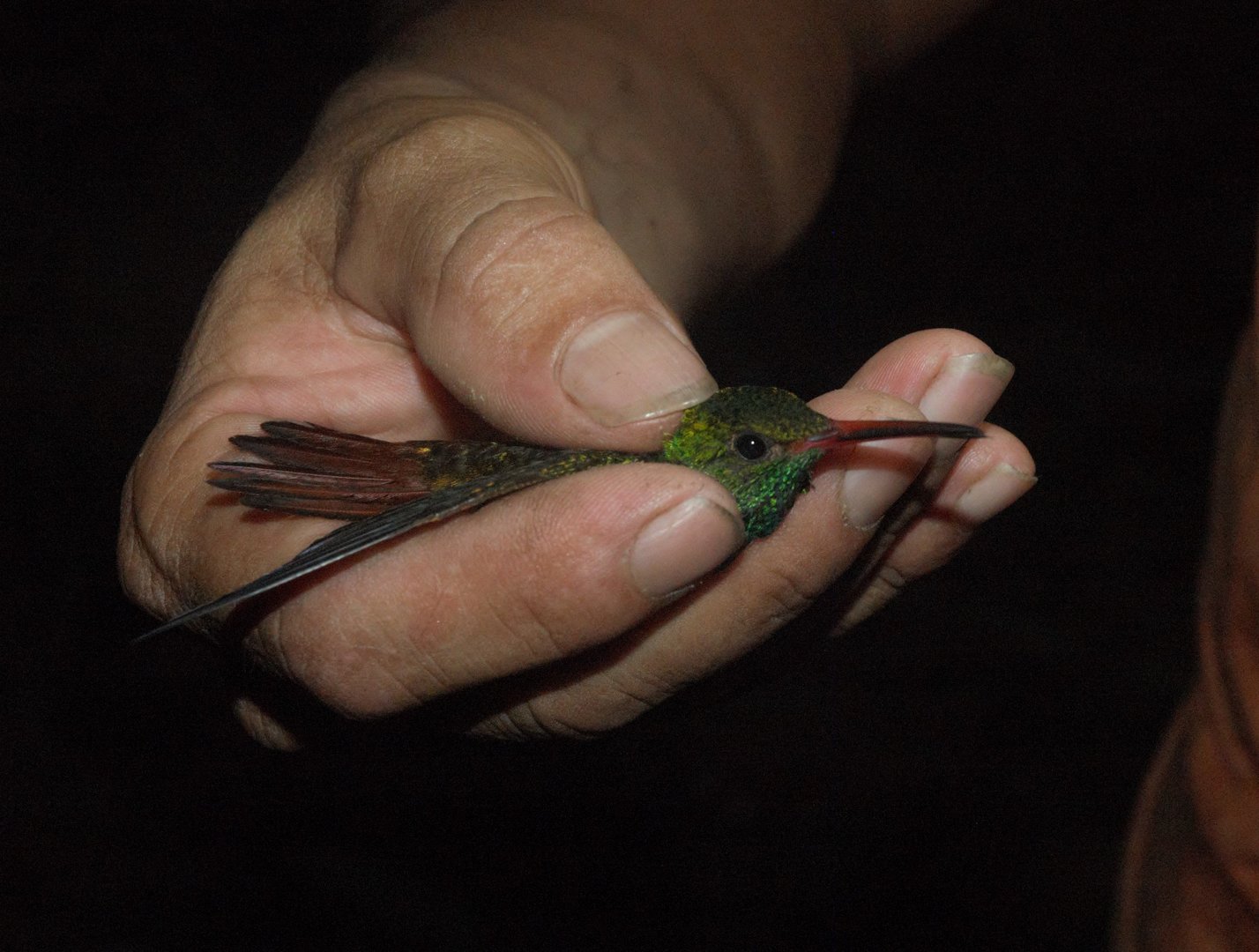 Rufous-tailed Hummingbird (Amazilia tzacatl)