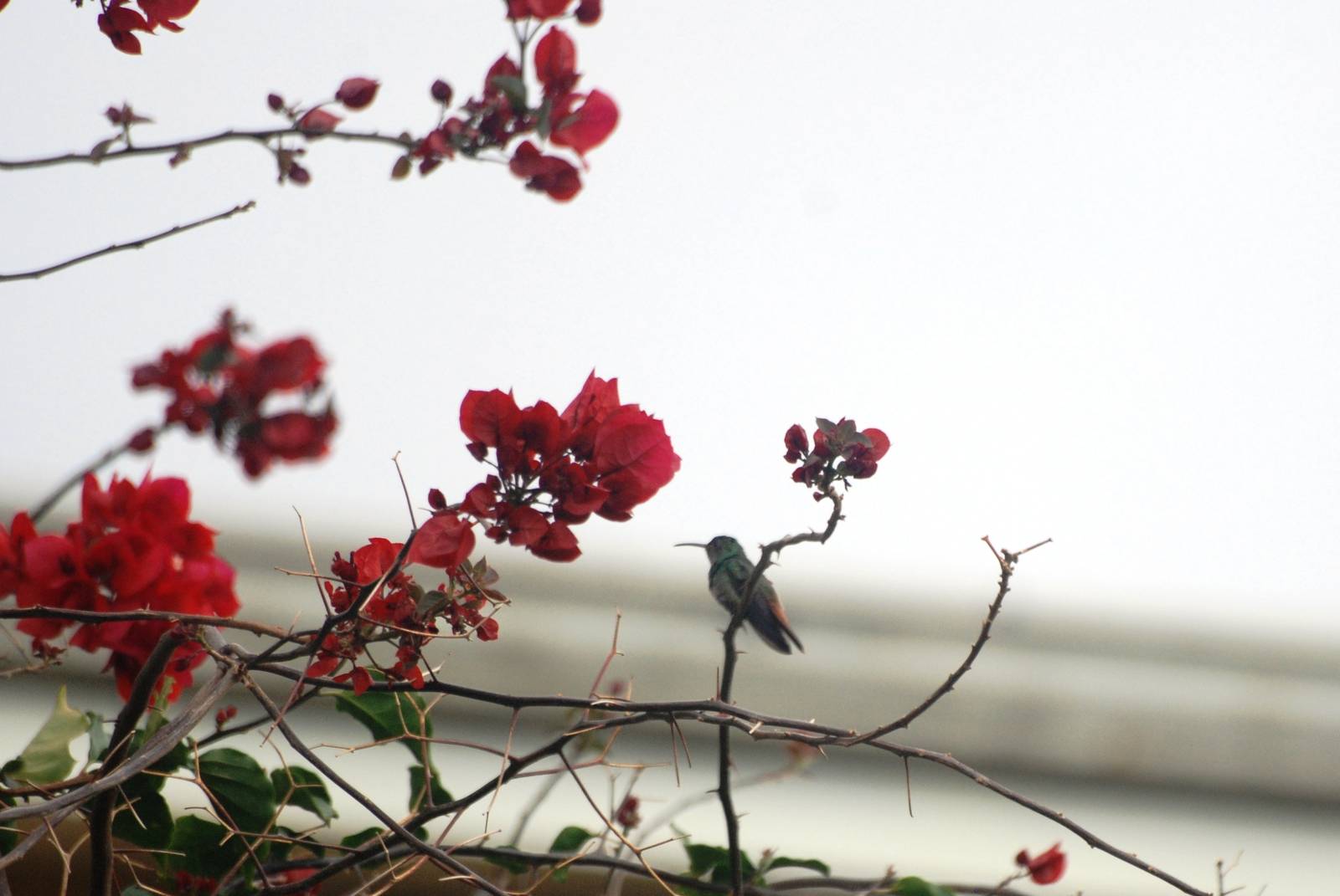 Rufous-tailed Hummingbird in San Jose, 12/04/14