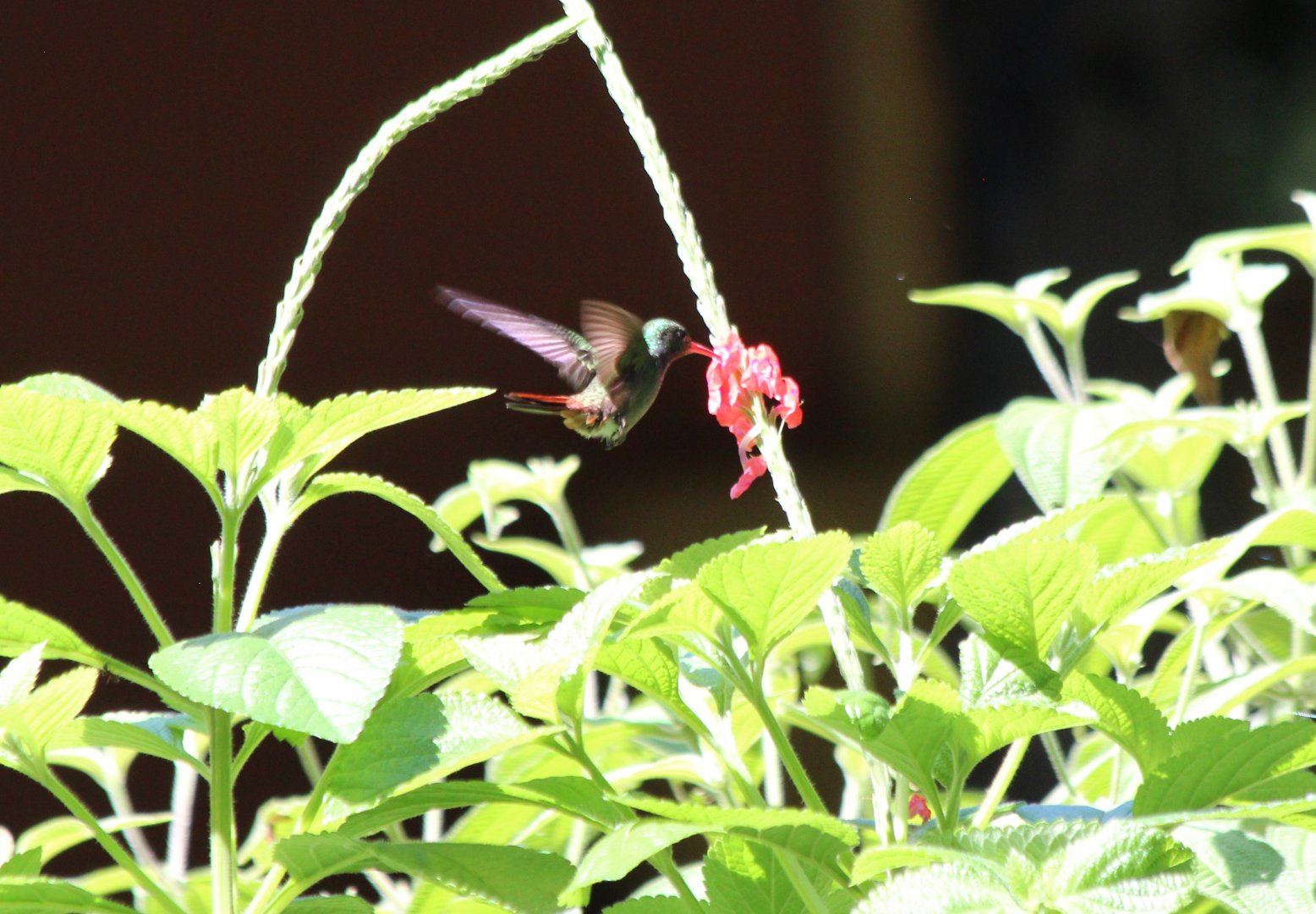 Rufous-tailed Hummingbird  -Mar 2019