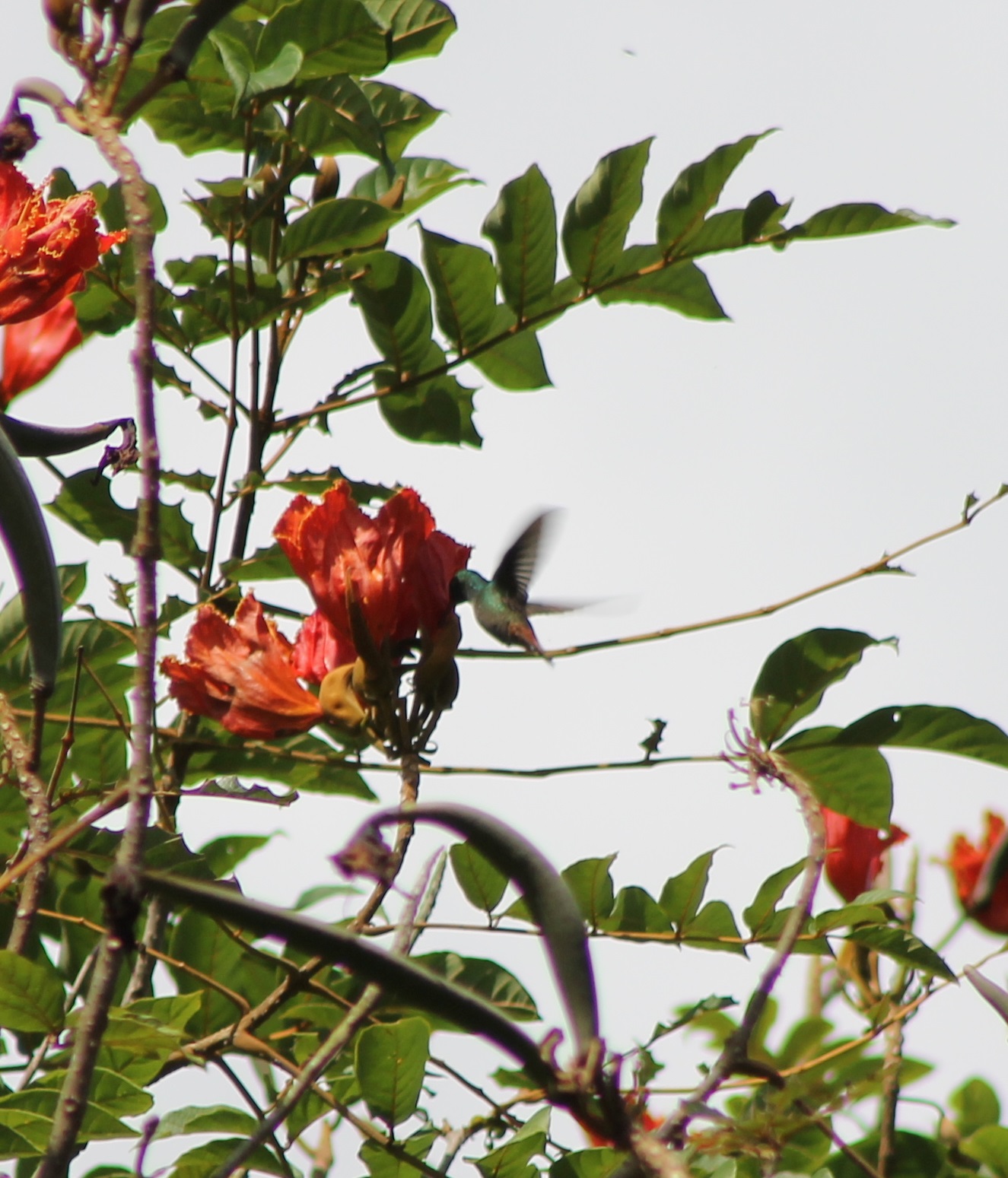 Rufous-tailed hummingbird