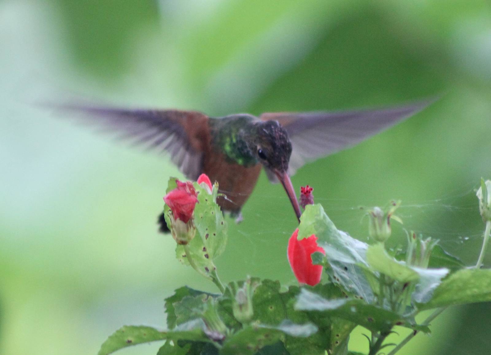 Rufous-tailed hummingbird