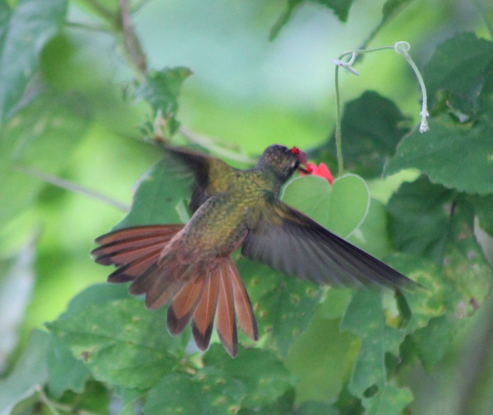 Rufous-tailed hummingbird