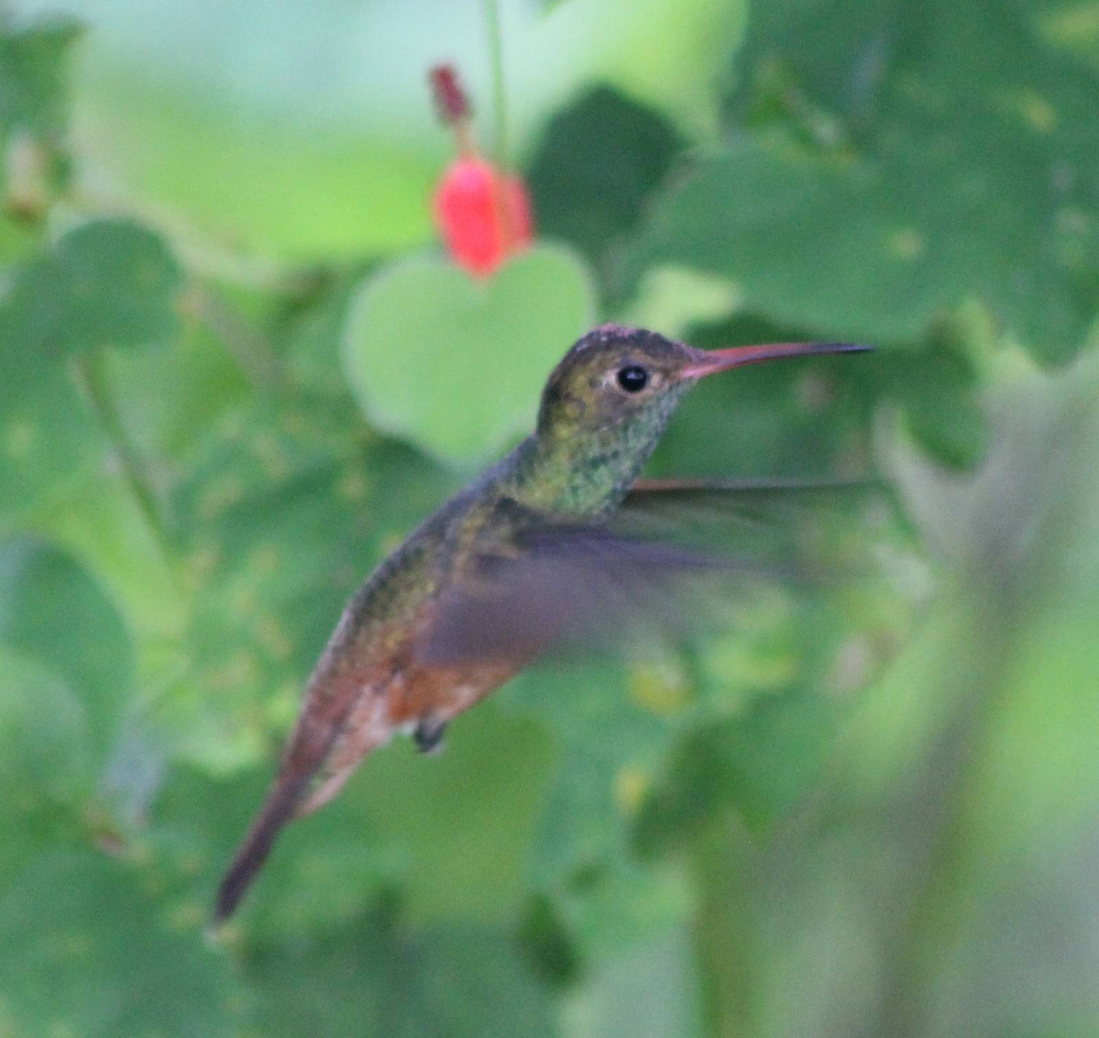 Rufous-tailed hummingbird