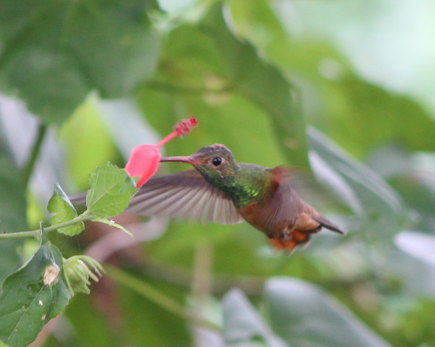 Rufous-tailed hummingbird
