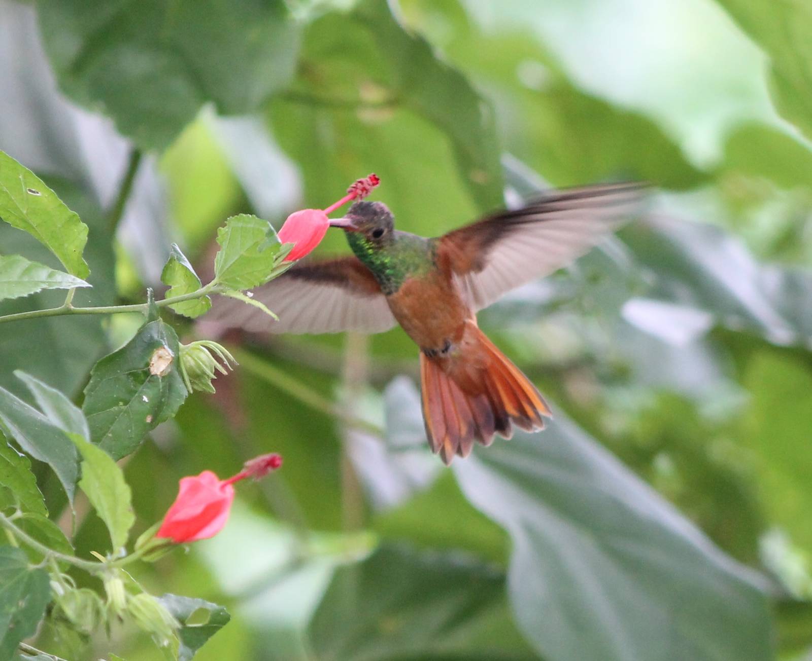 Rufous-tailed hummingbird