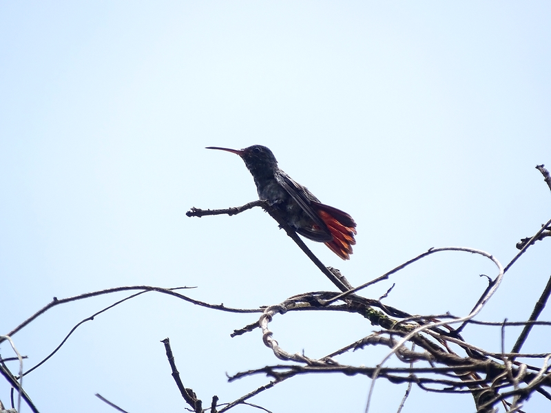 Rufous-tailed hummingbird