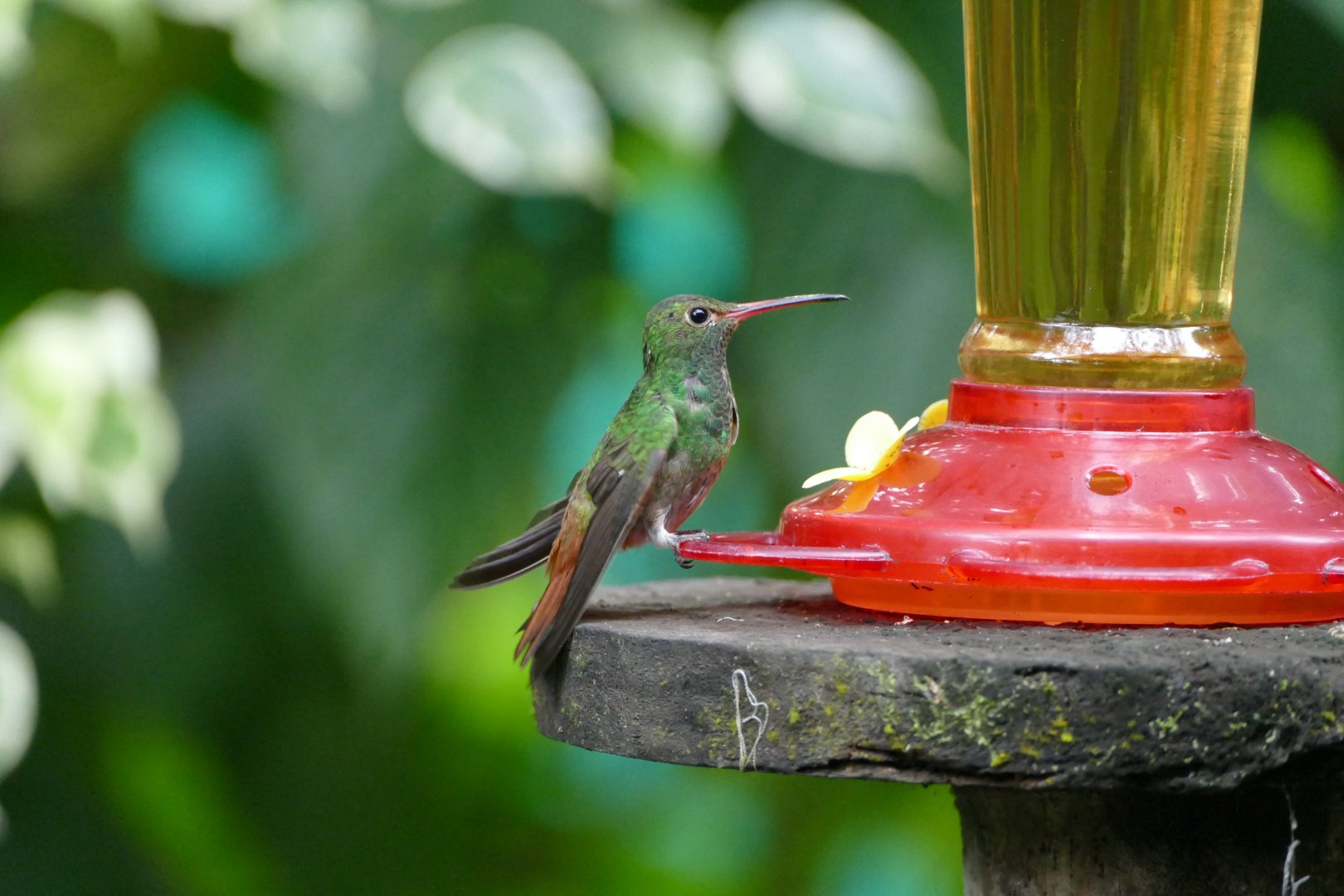 Rufous-tailed Hummingbird