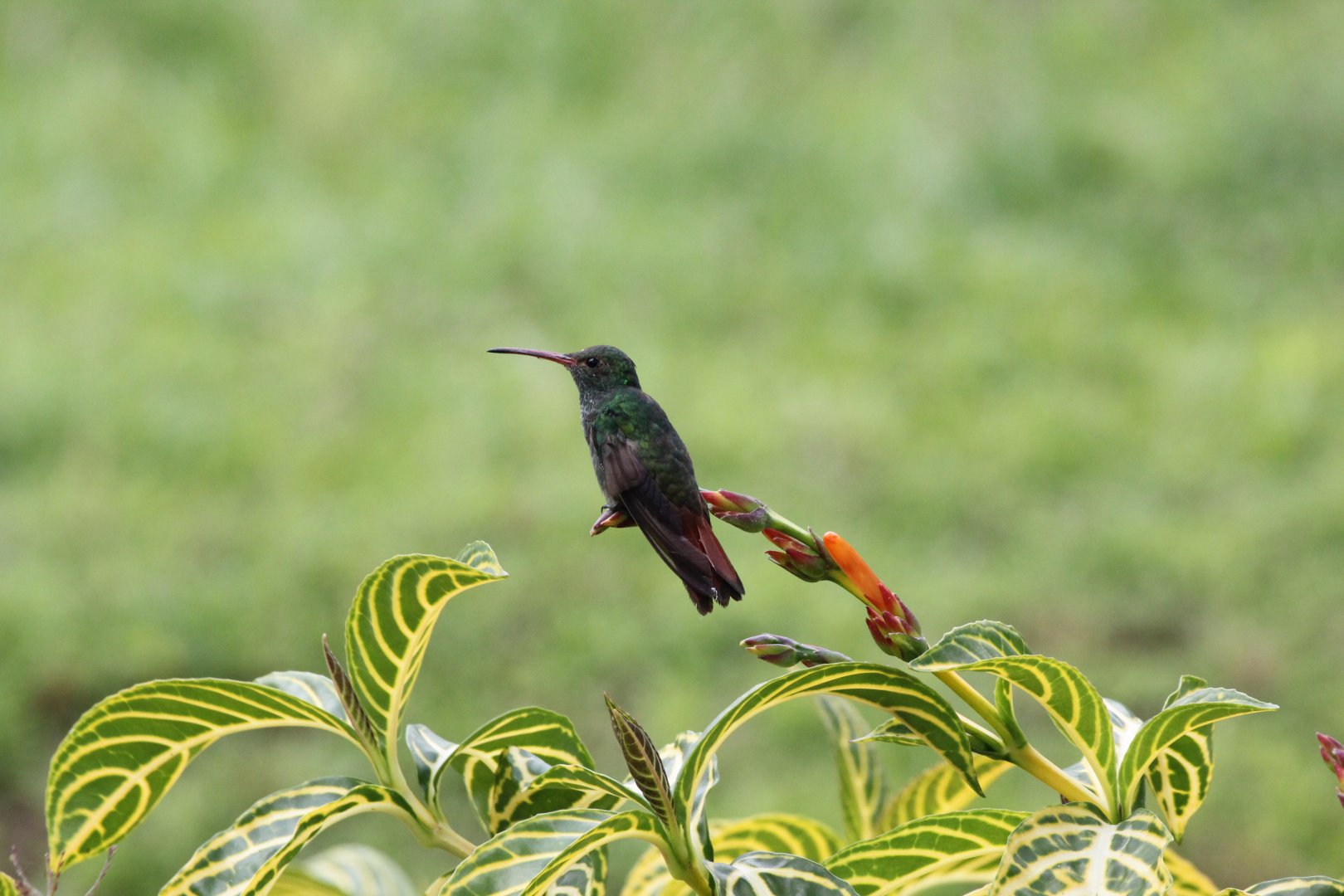 Rufous-tailed Hummingbird