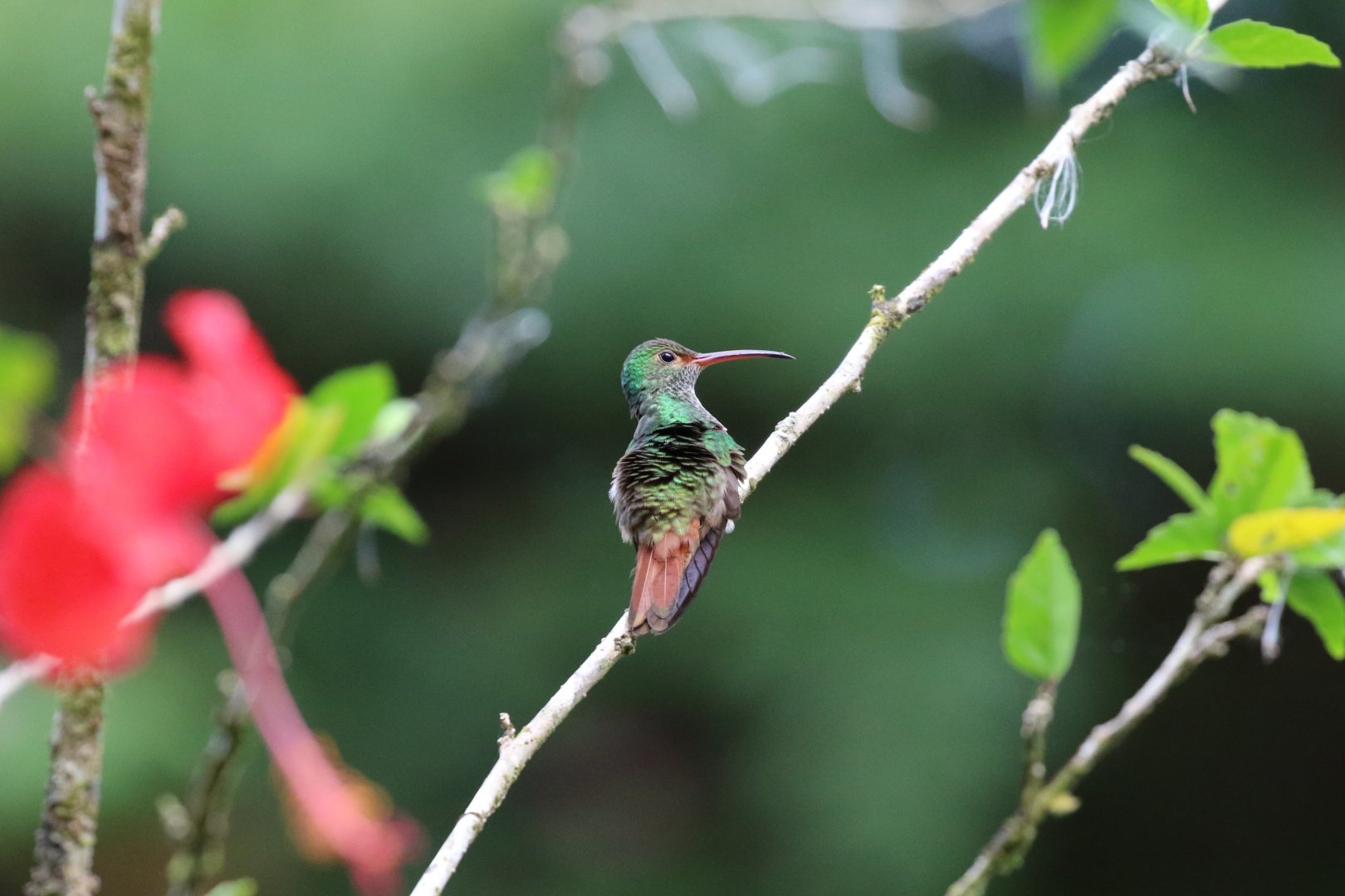 Rufous-tailed Hummingbird