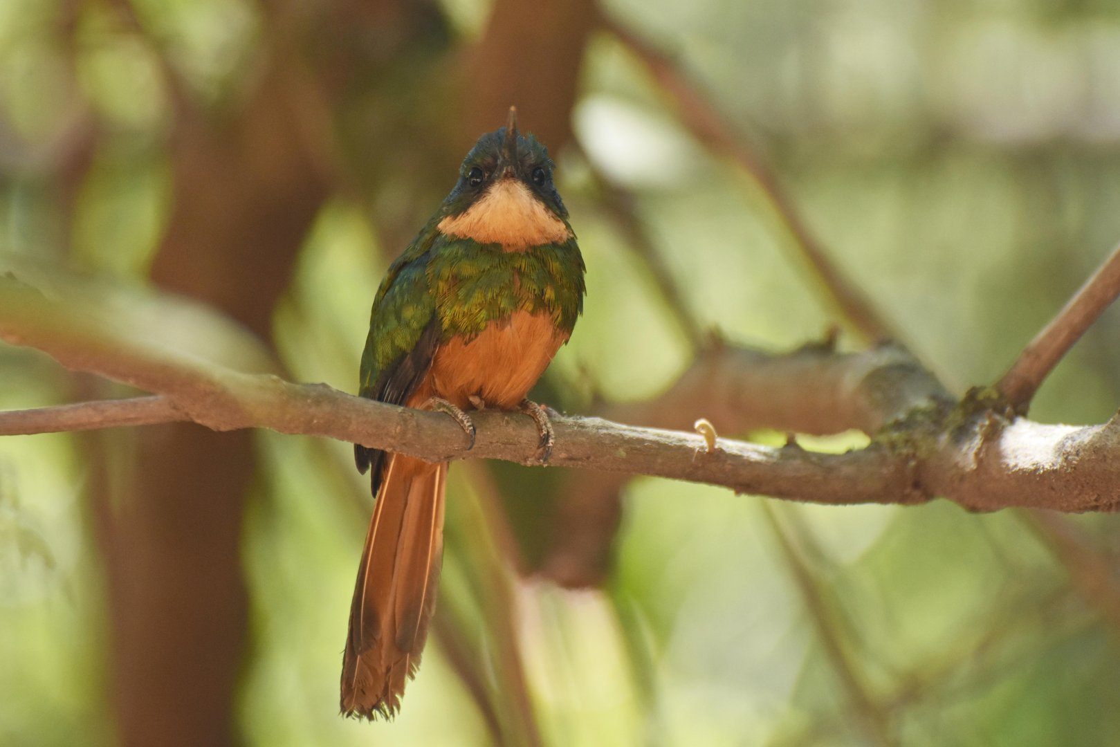 Rufous-tailed Jacamar (Galbula ruficauda)